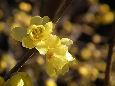 DSCF0133