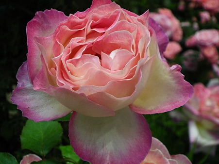 7ガーデニングショー薔薇