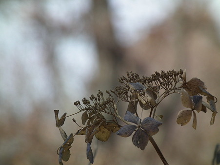 DSCF0013