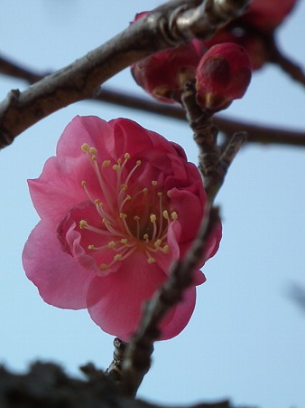 DSCF0464