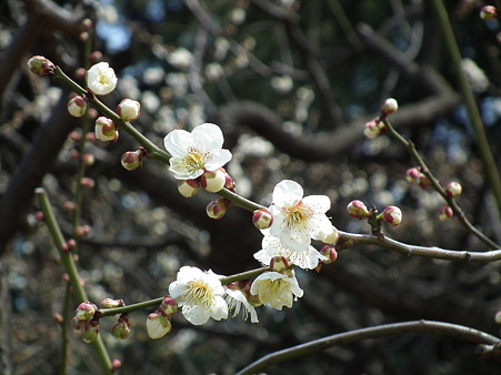 DSCF0103