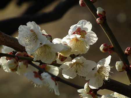 DSCF0593