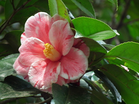 DSCF0218