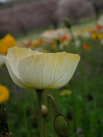 DSCF0530