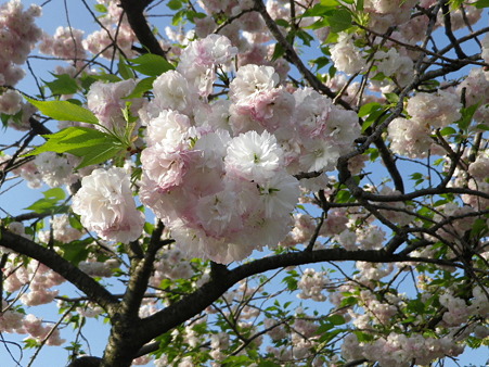 IMGP0016