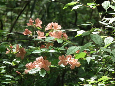 DSCF0015