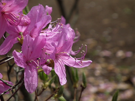 DSCF0242
