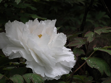 DSCF0094