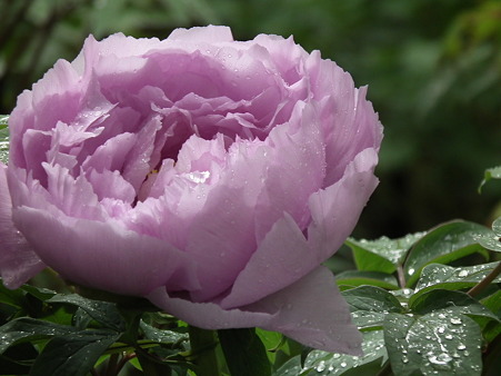 DSCF0156
