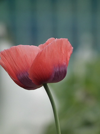 DSCF0210