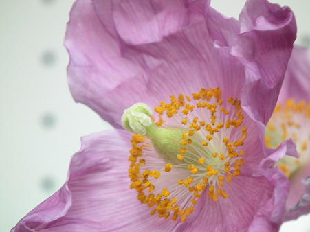 DSCF0460