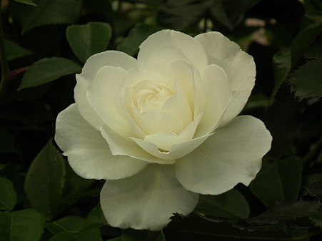DSCF0460