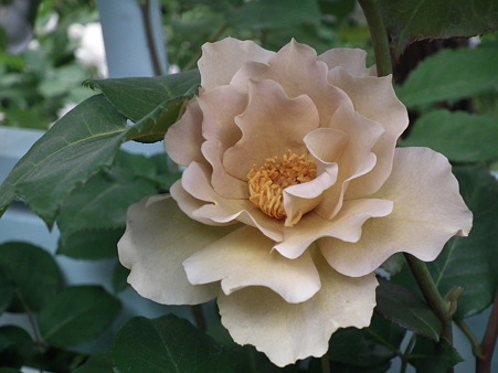 DSCF0539