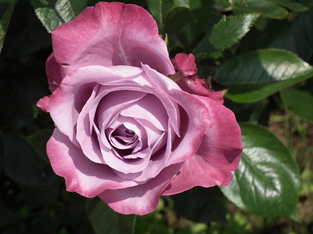 DSCF0477