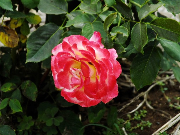DSCF0528