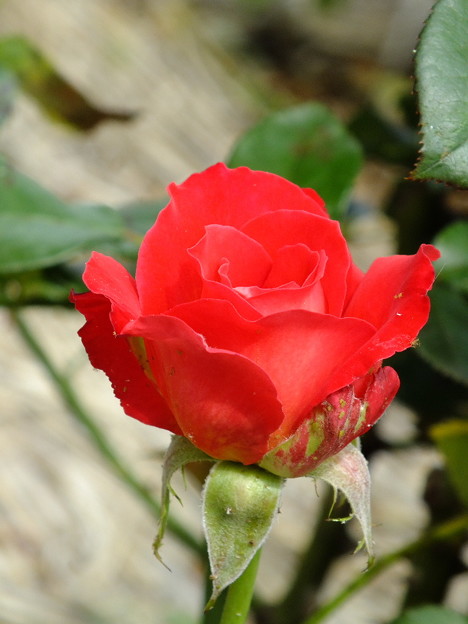 DSCF0533