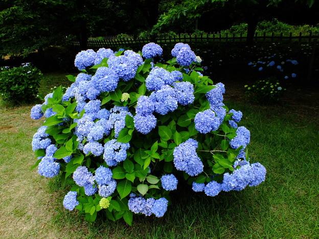 DSCF0415