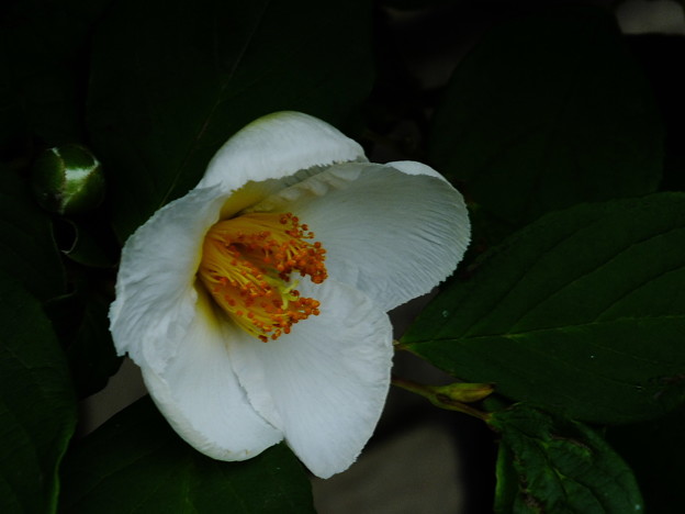 DSCF0644