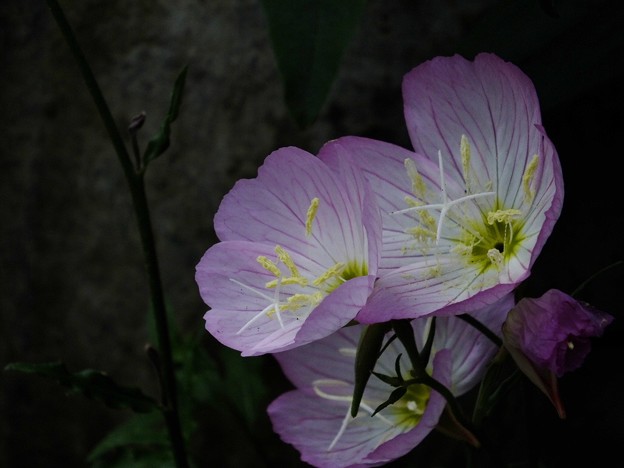 DSCF0093