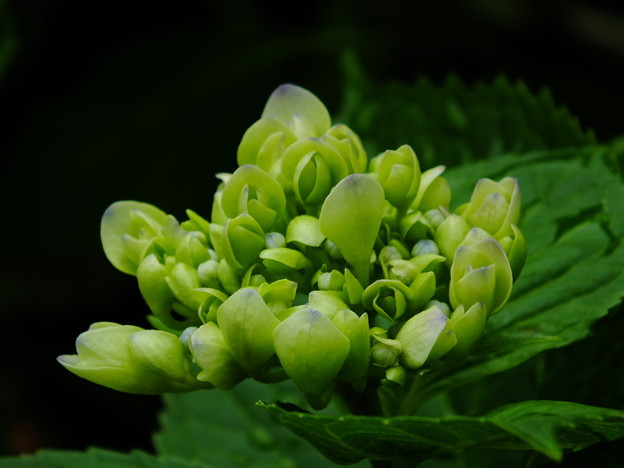 DSCF0411