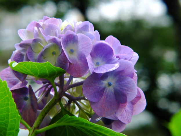 DSCF0421