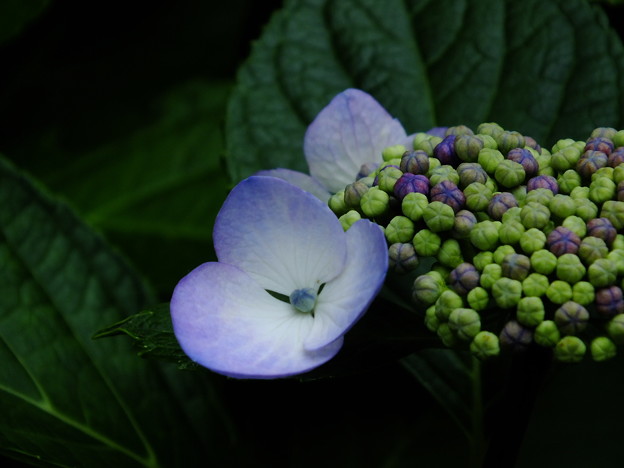 DSCF0437