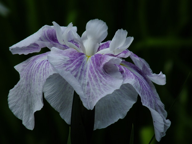 DSCF0194