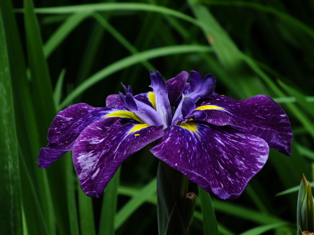 DSCF0542