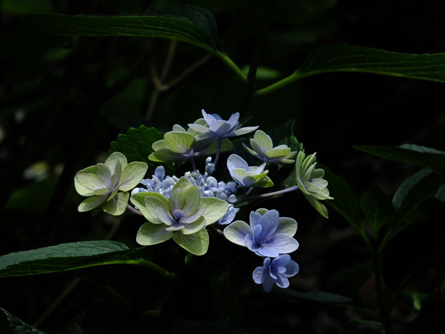 DSCF0060