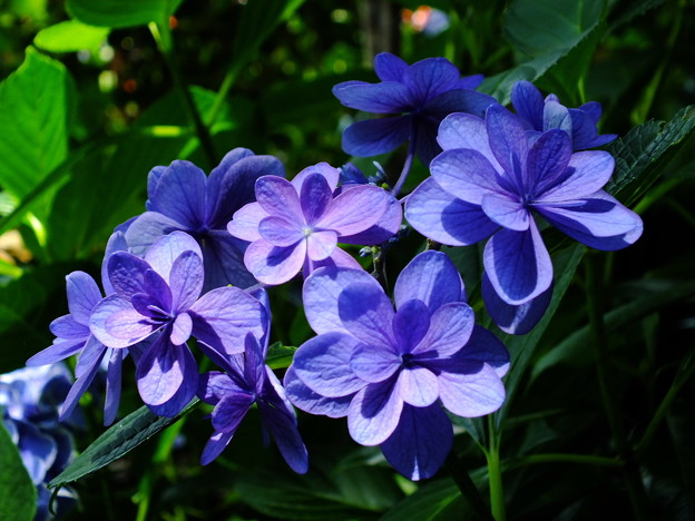 DSCF0263