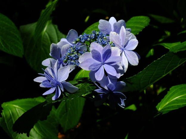 DSCF0264