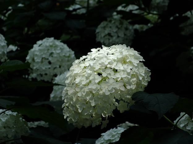 DSCF0090
