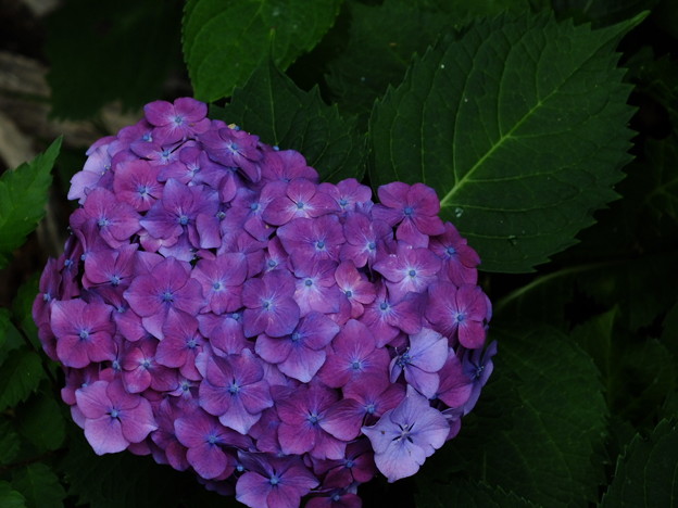 DSCF0020