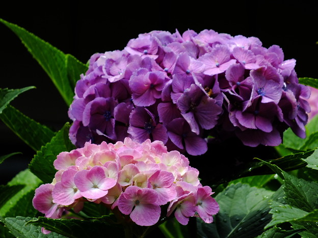 DSCF0105