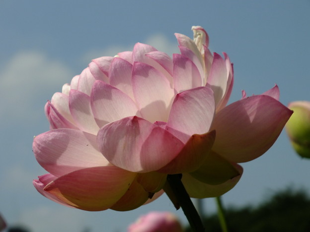 DSCF0042