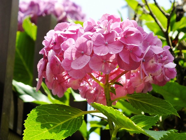 DSCF0244