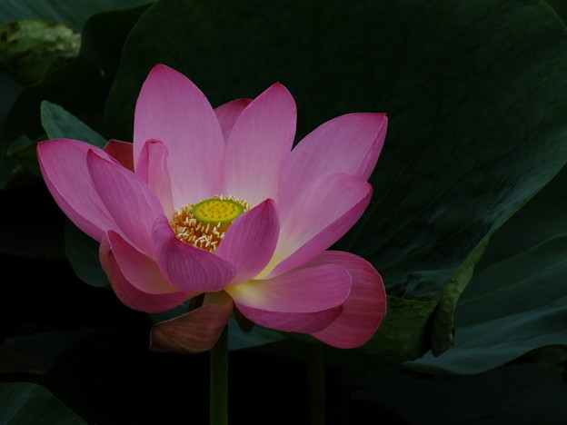 DSCF0393