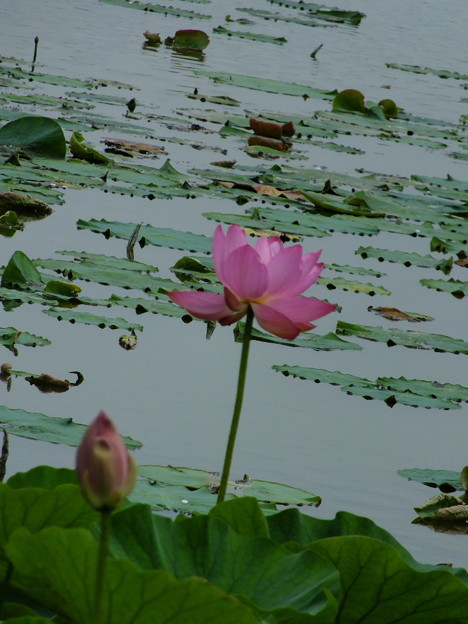 DSCF0464