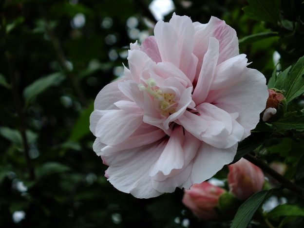 DSCF0026