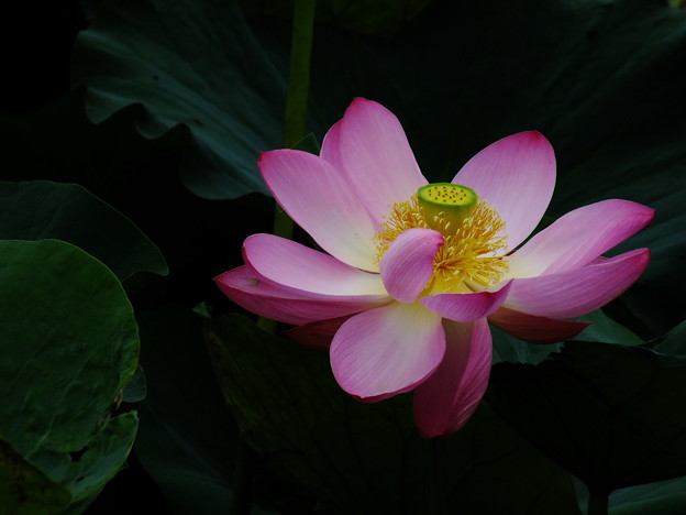 DSCF0271