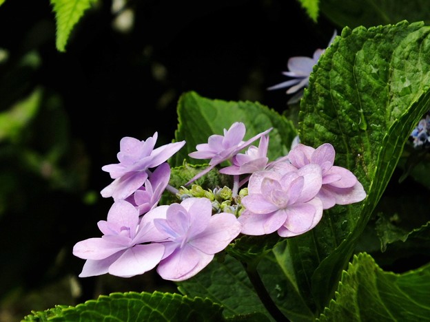 DSCF0099