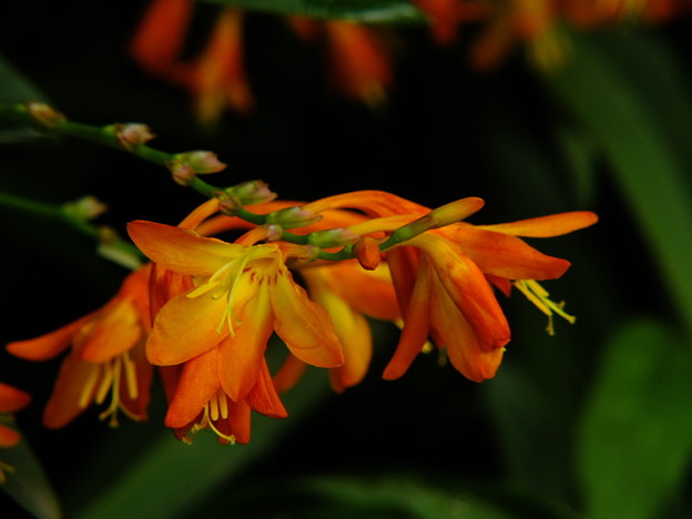 DSCF0133