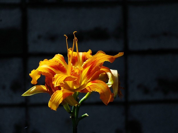 DSCF0240