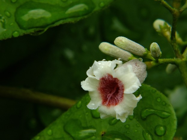 DSCF0015