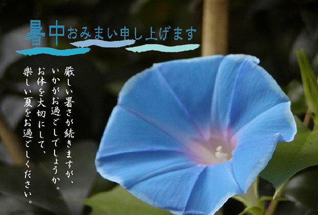 暑中11