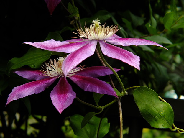 DSCF0047