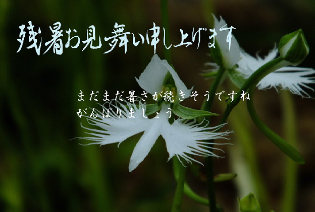 残暑31