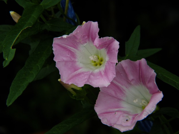 DSCF0038