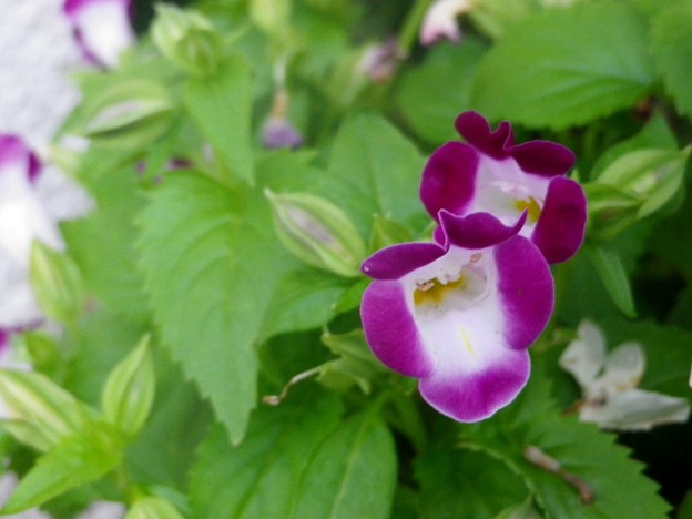 IMGP0351