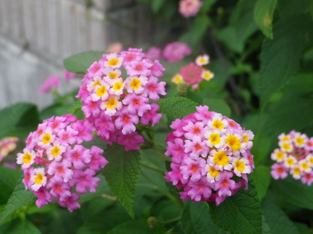 IMGP0396